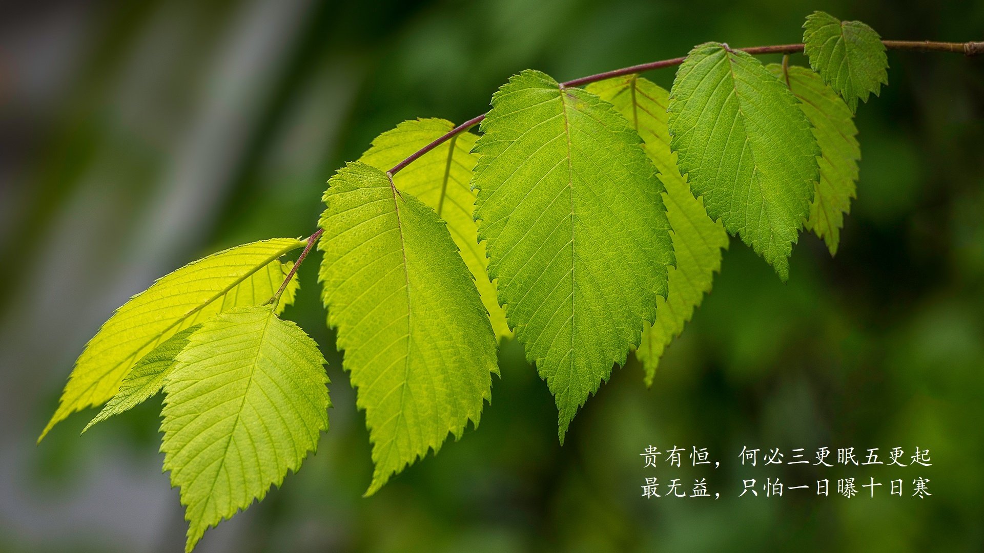 24小时疯狂追逐:夜色中WRC激烈追赶赛场实录,24小时疯狂歌曲