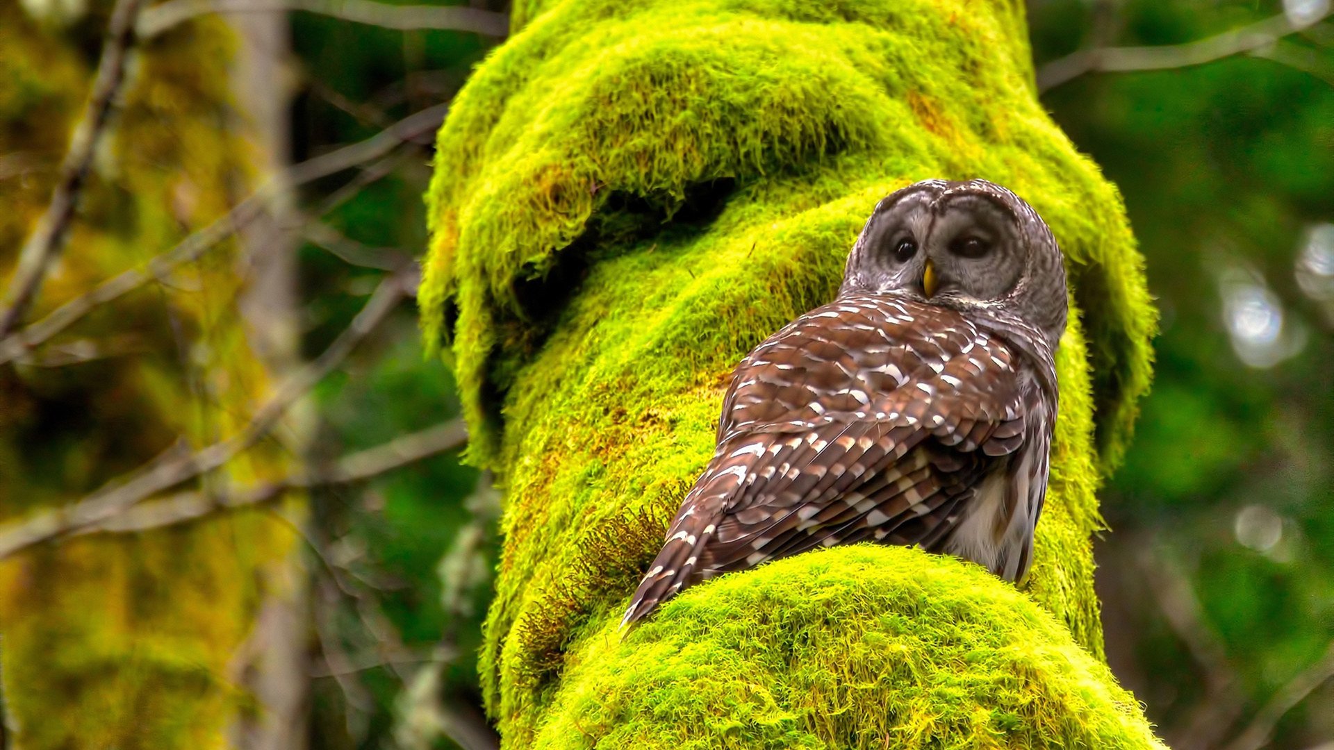 “未来已至：新能源赛车重新定义极限速度”，新能源赛道结束了吗