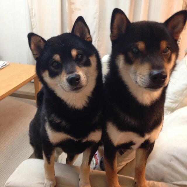 “裁判“零误判”之路：多技术融合下的行业标准制定”