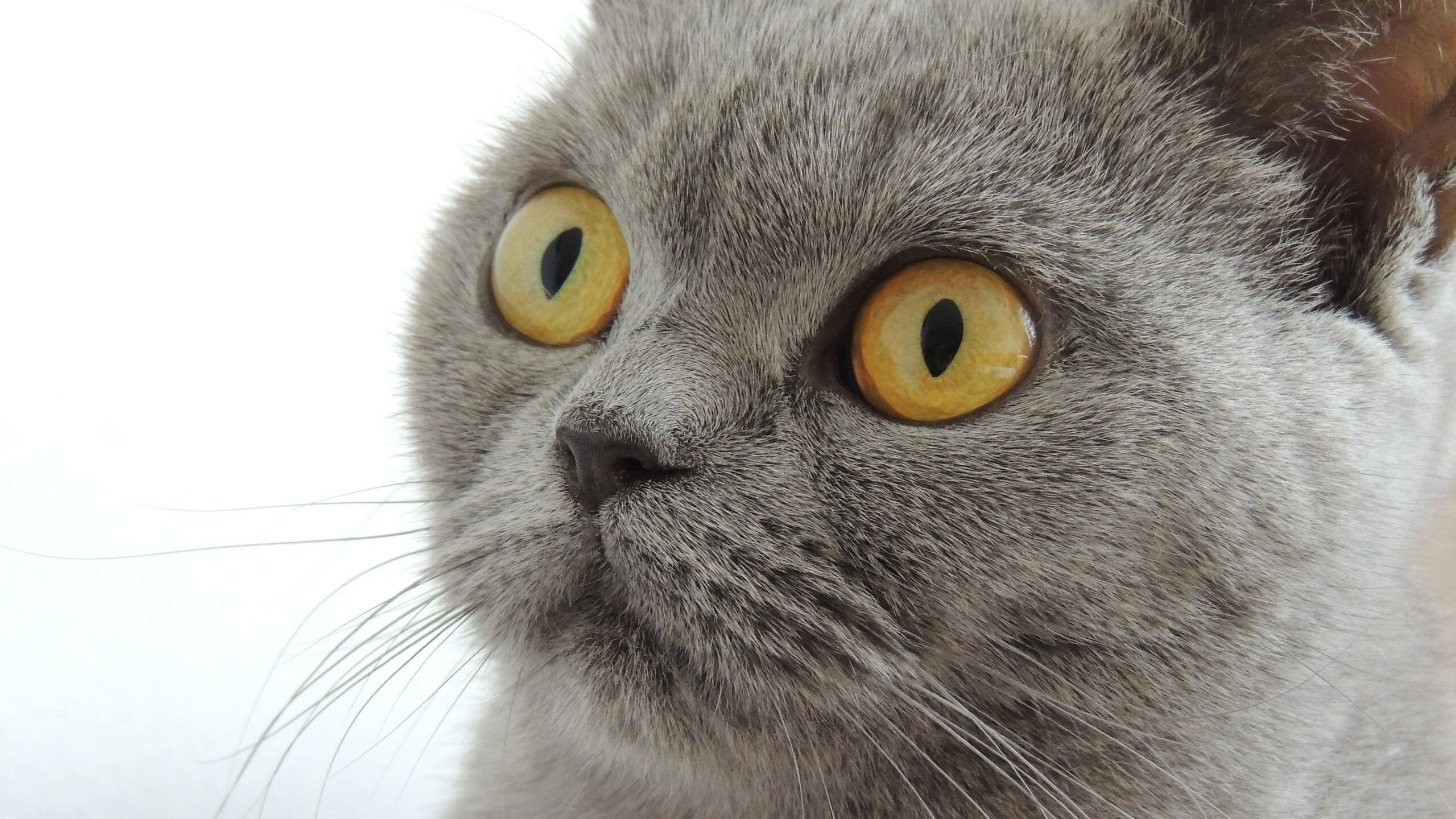 《探索未来：电竞产业的虚拟现实科技应用》，未来电竞市场前景巨大